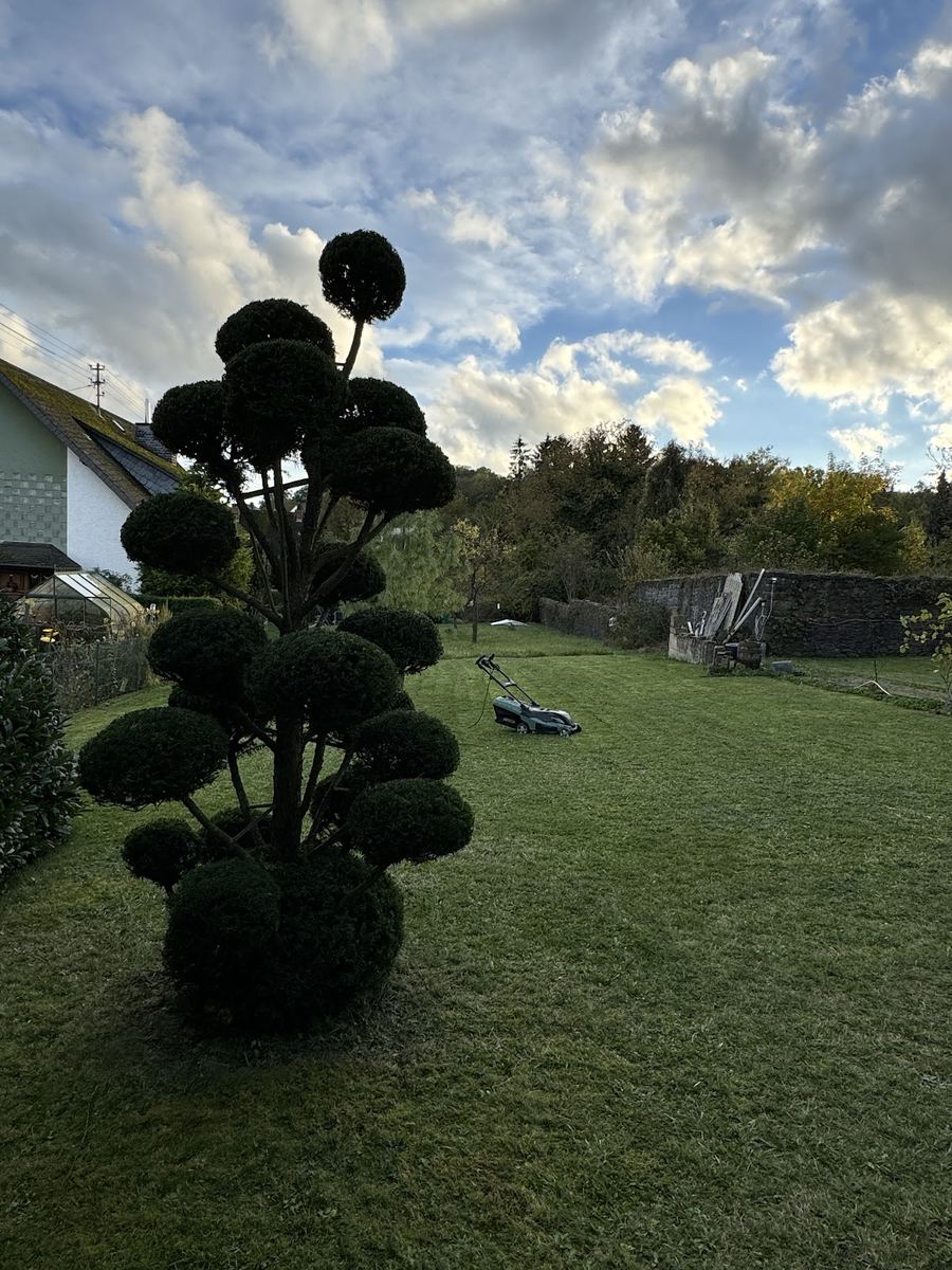 Formgeschnittener Gartenbonsai (Pom-Pon-Schnitt) auf frisch gemähtem Rasen mit Rasenmäher im Hintergrund, Baum stark im Gegenlicht.