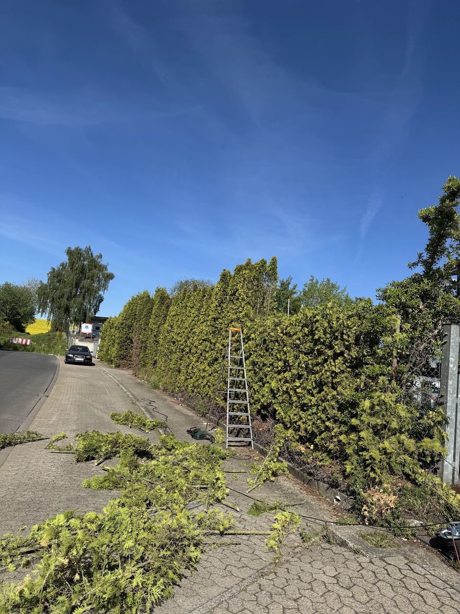 Heckenschnitt an hoher Thuja-Hecke mit Leiter und Schnittgut auf dem Gehweg.